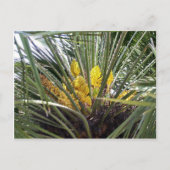 Geelgroene palmbloemen briefkaart (Voorkant)
