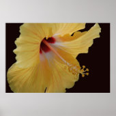 GeelHibiscus114 Poster (Voorkant)