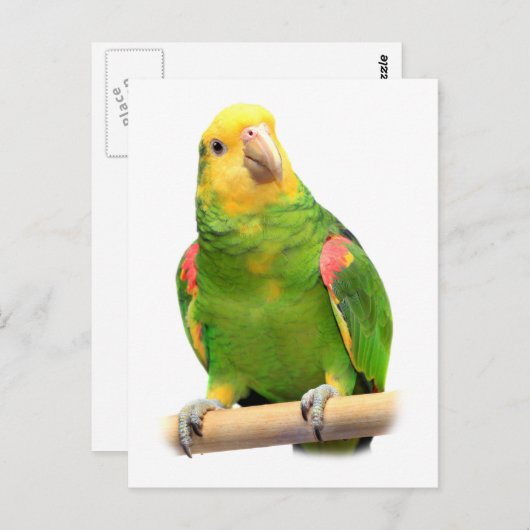 Geelkopamazon Briefkaart (Voorkant / Achterkant)