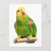 Geelkopamazon Briefkaart (Voorkant)