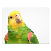 Geelkopamazon Foto Afdruk (Voorkant)