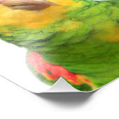 Geelkopamazon Foto Afdruk (Hoek)