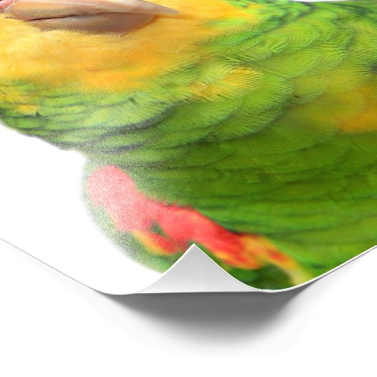 Geelkopamazon Foto Afdruk (Hoek)