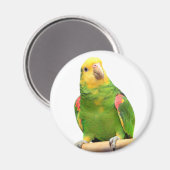 Geelkopamazon Magneet (Voorkant / Achterkant)