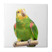 Geelkopamazon Tegeltje (Voorkant)