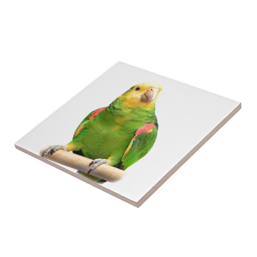 Geelkopamazon Tegeltje (Zijkant)