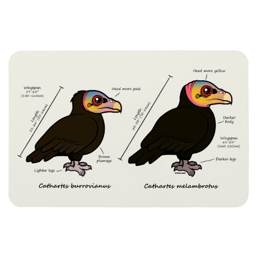 Geelkoppig Groot v Lesser Magneet (Horizontaal)