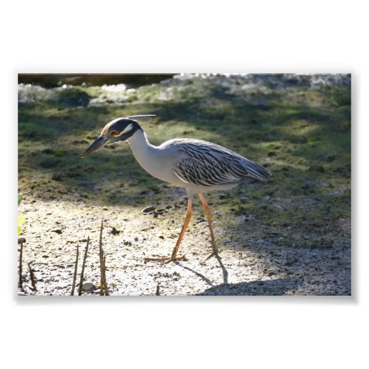 Geelkruinreiger, Florida Foto Afdruk (Voorkant)