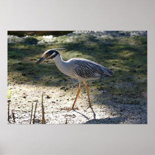 Geelkruinreiger, Florida Poster