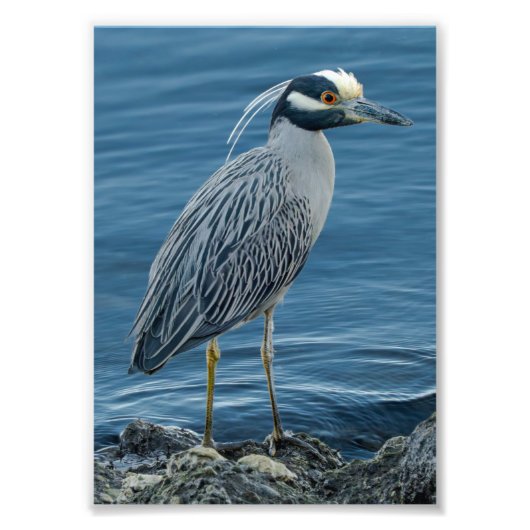 Geelkruinreiger Foto Afdruk (Voorkant)