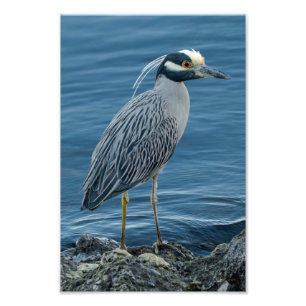 Geelkruinreiger Foto Afdruk