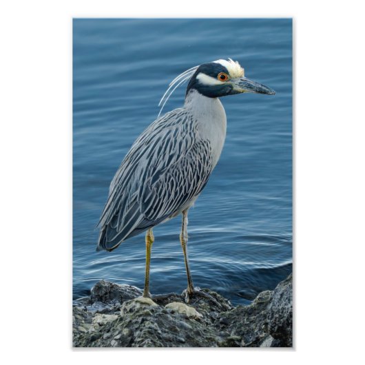 Geelkruinreiger Foto Afdruk (Voorkant)