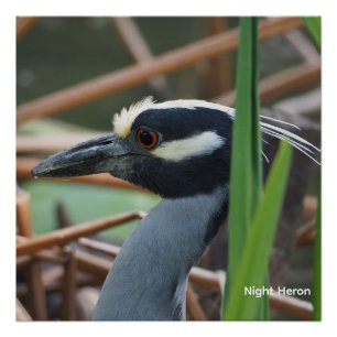 Geelkruinreiger Perfect Poster