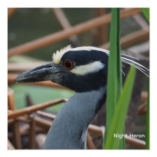 Geelkruinreiger Perfect Poster (Voorkant)
