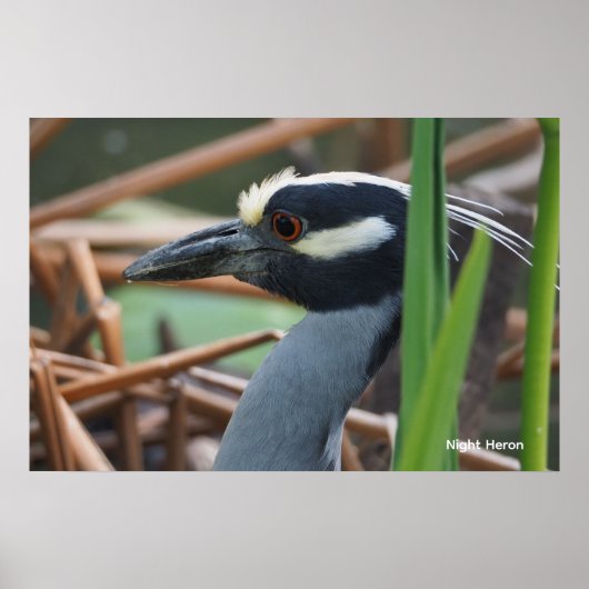 Geelkruinreiger Poster (Voorkant)