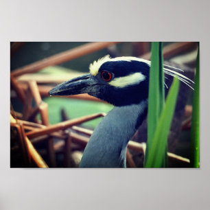 Geelkruinreiger Poster