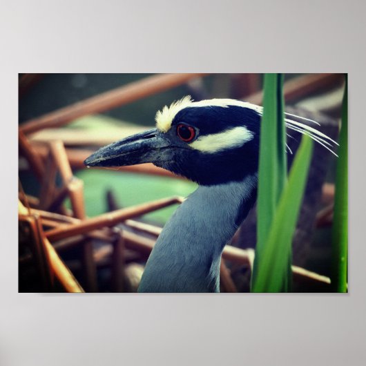 Geelkruinreiger Poster (Voorkant)