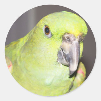 Geelnaped Amazon Parrot Sticker