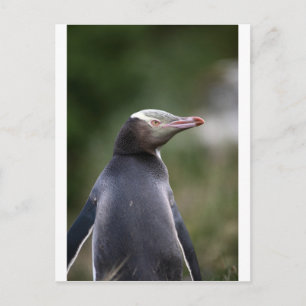 Geeloogpinguïn Nieuw-Zeeland Briefkaart