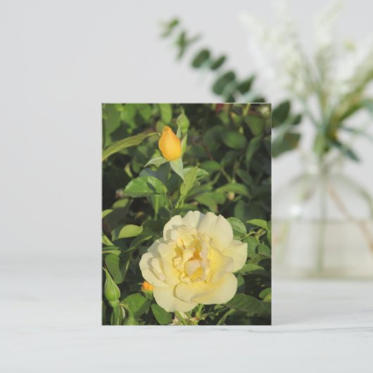 Geelrog Briefkaart (Staand voorkant)