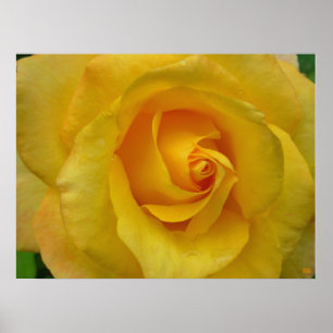 Geelroosprint Mooie Bloem Posterprint Poster