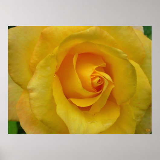 Geelroosprint Mooie Bloem Posterprint Poster (Voorkant)