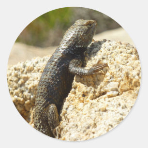 Geelrugstekelhagedis bij Joshua Tree Ronde Sticker