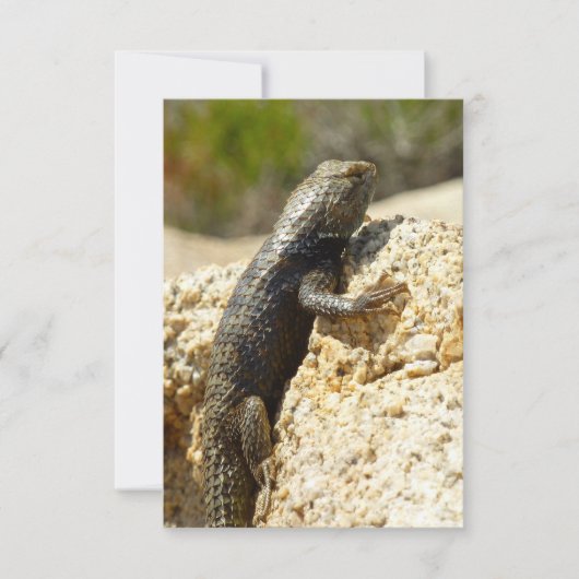 Geelrugstekelleguaan bij Joshua Tree (Voorkant)