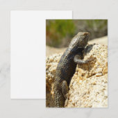 Geelrugstekelleguaan bij Joshua Tree (Voorkant / Achterkant)