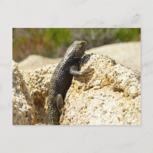 Geelrugstekelleguaan bij Joshua Tree Briefkaart (Voorkant)