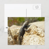 Geelrugstekelleguaan bij Joshua Tree Briefkaart (Voorkant / Achterkant)