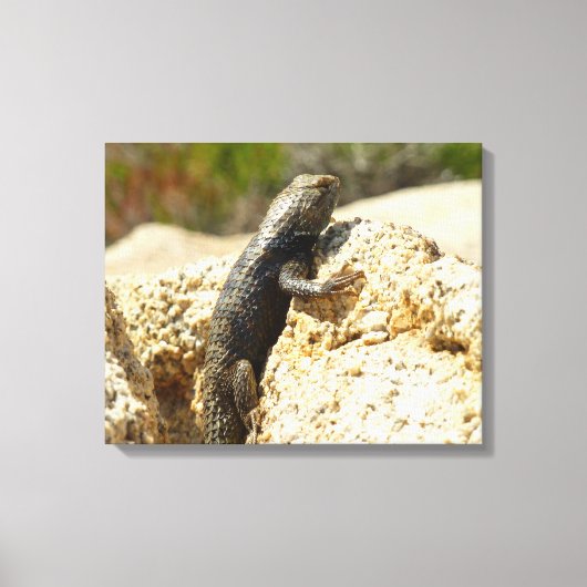 Geelrugstekelleguaan bij Joshua Tree Canvas Afdruk (Voorkant)