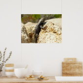 Geelrugstekelleguaan bij Joshua Tree Poster (Keuken)