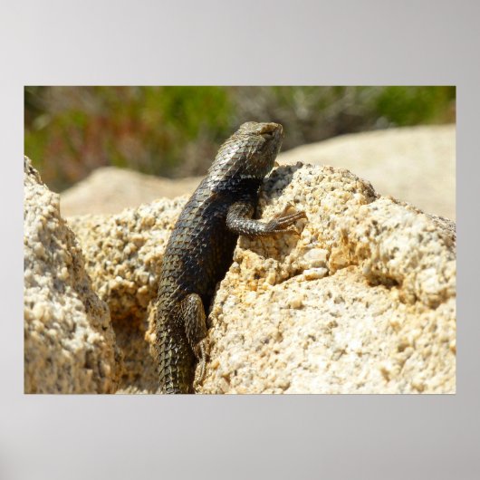 Geelrugstekelleguaan bij Joshua Tree Poster (Voorkant)