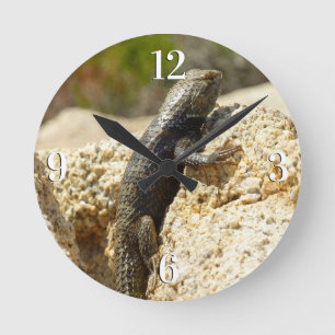 Geelrugstekelleguaan bij Joshua Tree Ronde Klok