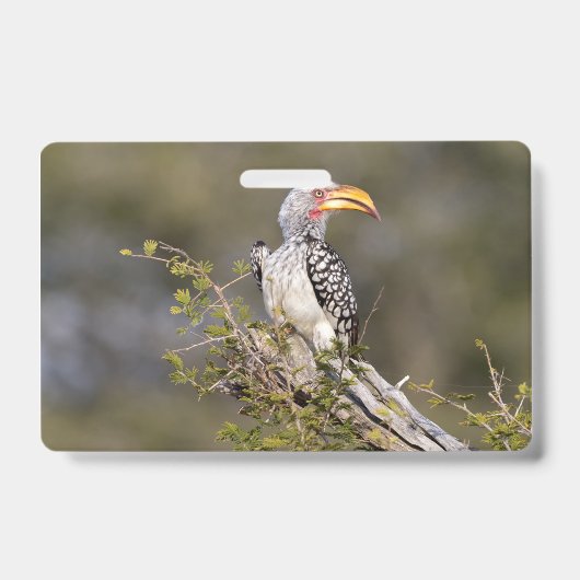 Geelsnavelneushoornvogel Badge (Voorzijde)