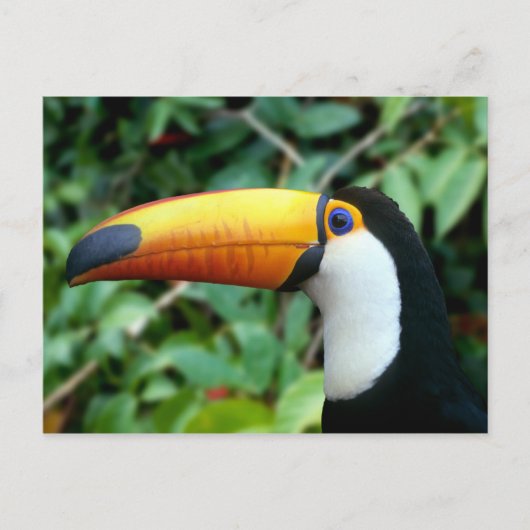 Geelsnaveltoekan Briefkaart (Voorkant)