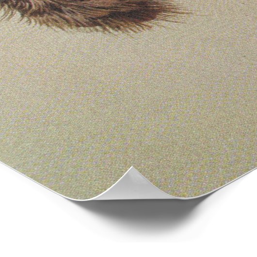 Geelstaartcocao Poster (Hoek)