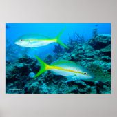 Geelstaartje Poster (Voorkant)