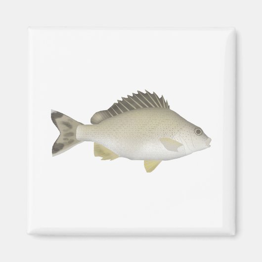 geelstaarttrompetter magneet (Voorkant)
