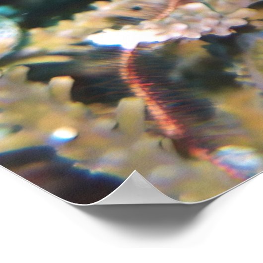 Geelstaartvis Poster (Hoek)