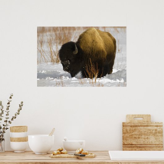 Geelsteen Bison in de vallei van Lamar Poster (Keuken)