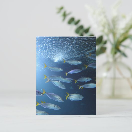 Geelvintonijn Briefkaart (Staand voorkant)