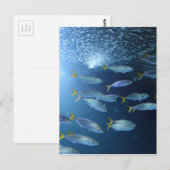 Geelvintonijn Briefkaart (Voorkant / Achterkant)