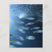 Geelvintonijn Briefkaart (Voorkant)