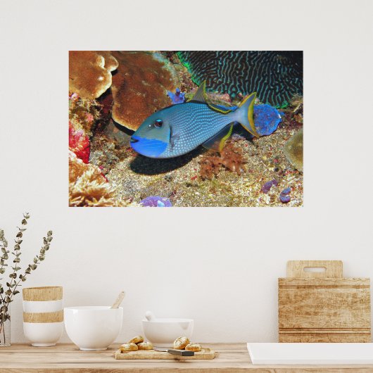 Geelvis Poster (Keuken)