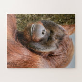Geelzuchtige mannetjesorangutaan legpuzzel (Horizontaal)
