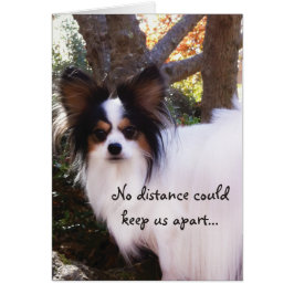 Geen afstand kan ons uit elkaar houden Papillon Ca