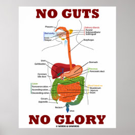 Geen darmen zonder glans (anatomie van het spijsve poster
