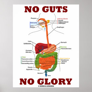 Geen darmen zonder glans (anatomie van het spijsve poster